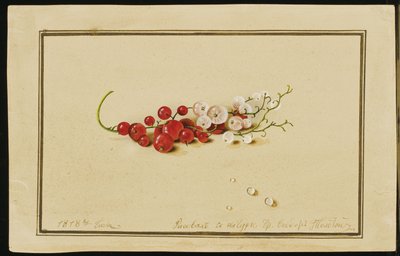 Røde og hvide ribs, 1818 af Fedor Petrovich Tolstoy