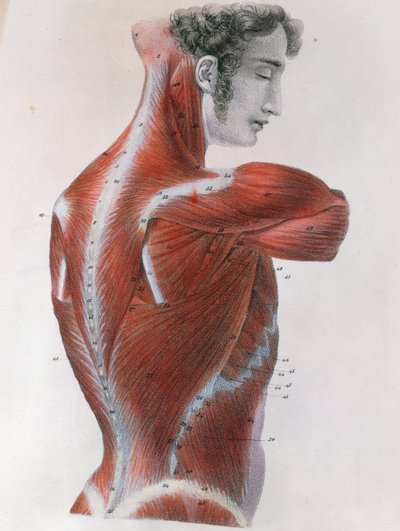 Afflettet torso, fra 