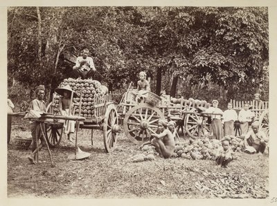 Læsning af høstede ananas på vogne, Burma, Elgin Collection: 