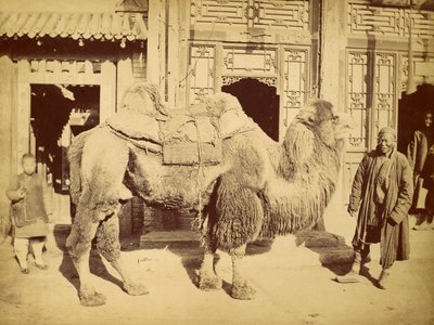 Bactrian Camel with Handler, ca. 1860 (fotogravure) af Felice Beato