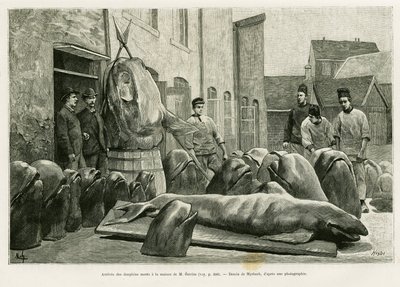 Ankomsten af de døde delfiner til hr. Ostroms hus på Torrents Island. Gravering af Myrbach til illustration af historien Un mois dans l