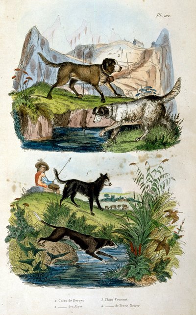Alpine hunde af Felix-Edouard Guerin