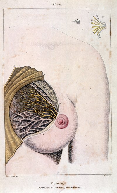 Anatomisk illustration af F. E. Guerin. Fra Dictionnaire pittoresque d