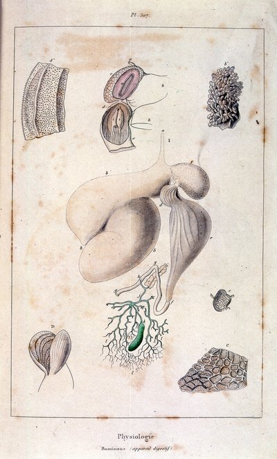 Anatomisk illustration af F. E. Guerin. Fra Dictionnaire pittoresque d