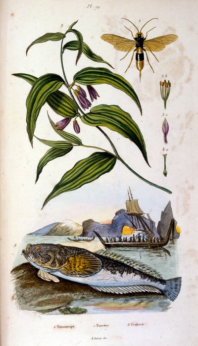 Botanisk og zoologisk illustration af F. E. Guerin. Fra Dictionnaire pittoresque d