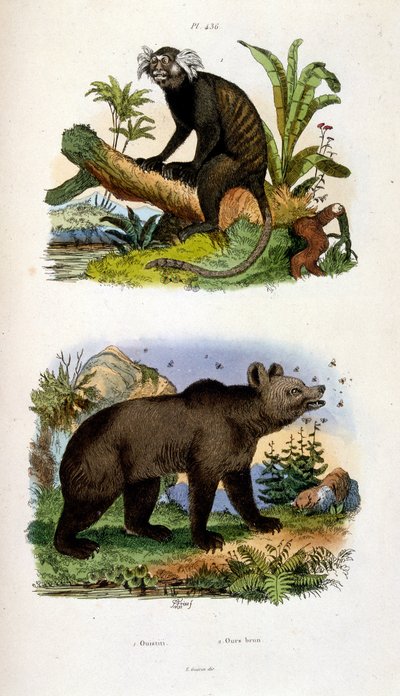 Botanisk og zoologisk illustration af F. E. Guerin. Fra Dictionnaire pittoresque d