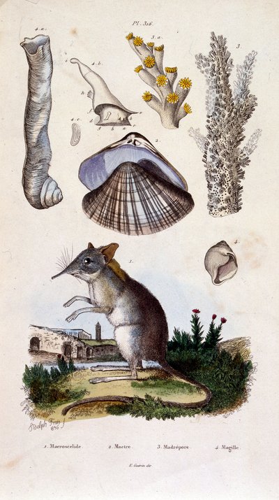 Botanisk og zoologisk illustration af F. E. Guerin. Fra Dictionnaire pittoresque d