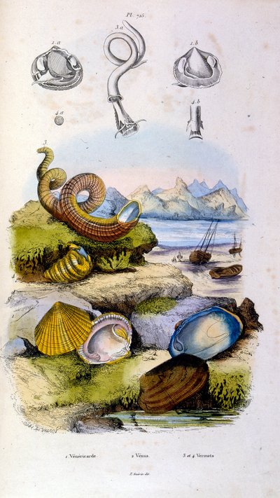 Botanisk og zoologisk illustration af F. E. Guerin. Fra Dictionnaire pittoresque d