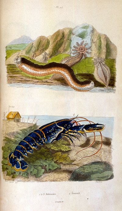 Botanisk og zoologisk illustration af F. E. Guerin. Fra Dictionnaire pittoresque d