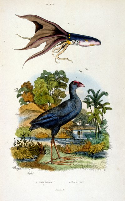 Botanisk og zoologisk illustration af F. E. Guerin. Fra Dictionnaire pittoresque d