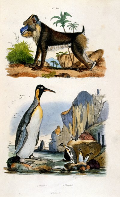 Botanisk og zoologisk illustration af F. E. Guerin. Fra Dictionnaire pittoresque d