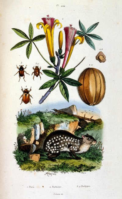 Botanisk og zoologisk illustration af F. E. Guerin. Fra Dictionnaire pittoresque d