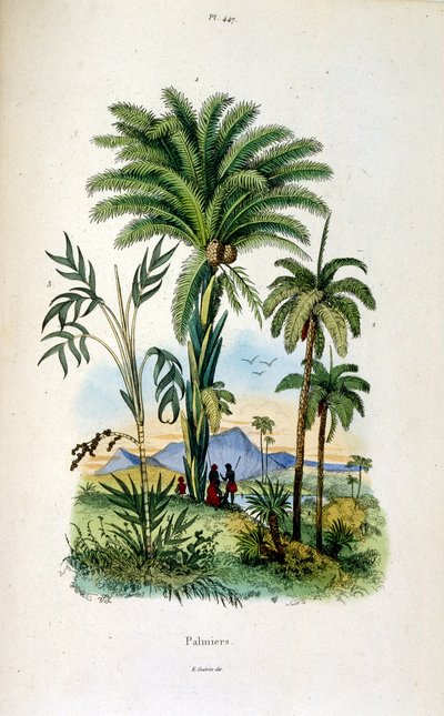 Botanisk og zoologisk illustration af F. E. Guerin. Fra Dictionnaire pittoresque d