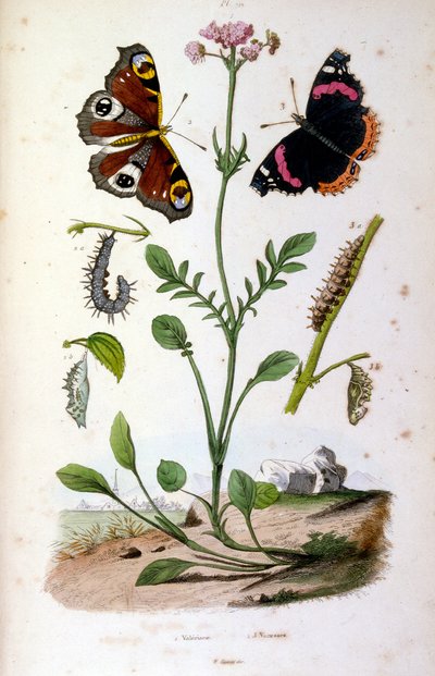 Botanisk og zoologisk illustration af F. E. Guerin. Fra Dictionnaire pittoresque d