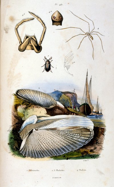 Botanisk og zoologisk illustration af F. E. Guerin. Fra Dictionnaire pittoresque d