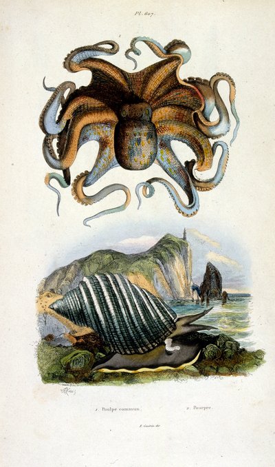 Botanisk og zoologisk illustration af F. E. Guerin. Fra Dictionnaire pittoresque d