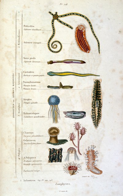 Botanisk og zoologisk illustration af F. E. Guerin. Fra Dictionnaire pittoresque d