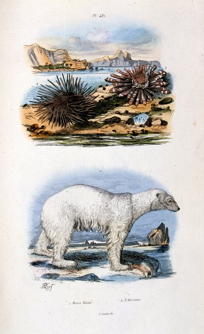 Botanisk og zoologisk illustration af F. E. Guerin. Fra Dictionnaire pittoresque d