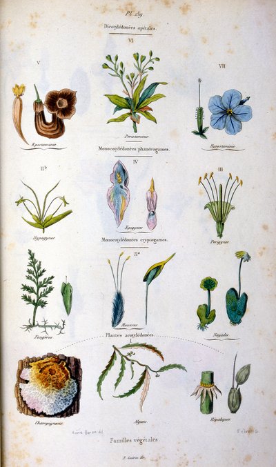 Botanisk og zoologisk illustration af F. E. Guerin. Fra Dictionnaire pittoresque d