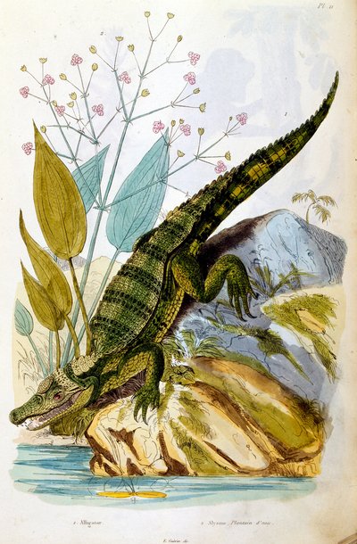 Botanisk og zoologisk illustration af F. E. Guerin. Fra Dictionnaire pittoresque d
