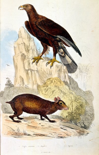 Botanisk og zoologisk illustration af F. E. Guerin. Fra Dictionnaire pittoresque d