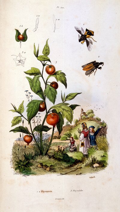 Botanisk og zoologisk illustration af F. E. Guerin. Fra Dictionnaire pittoresque d
