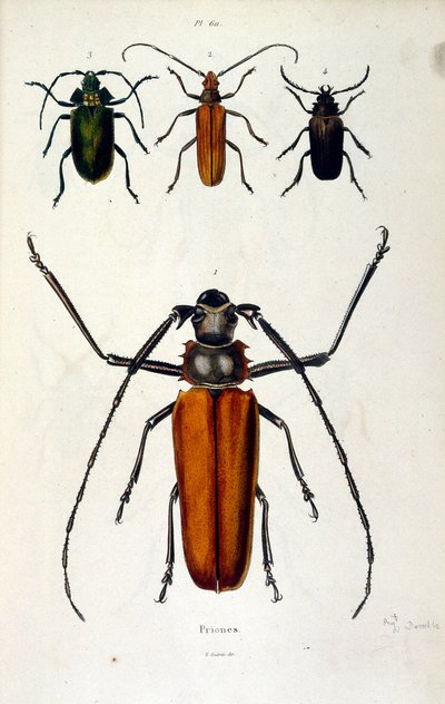 Botanisk og zoologisk illustration af F. E. Guerin. Fra Dictionnaire pittoresque d