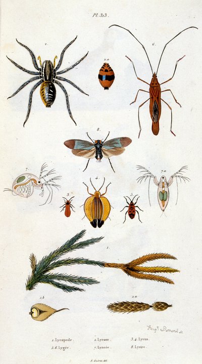 Botanisk og zoologisk illustration af F. E. Guerin. Fra Dictionnaire pittoresque d