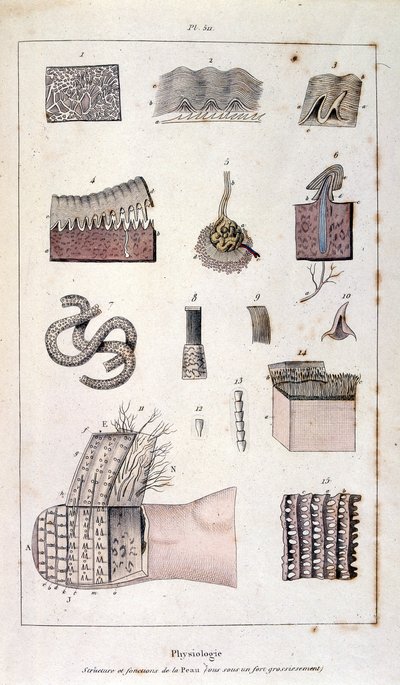 Botanisk og zoologisk illustration af F. E. Guerin. Fra Dictionnaire pittoresque d