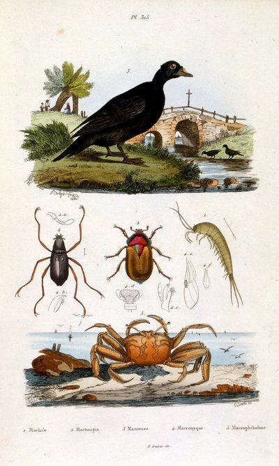 Botanisk og zoologisk illustration af F. E. Guerin. Fra Dictionnaire pittoresque d