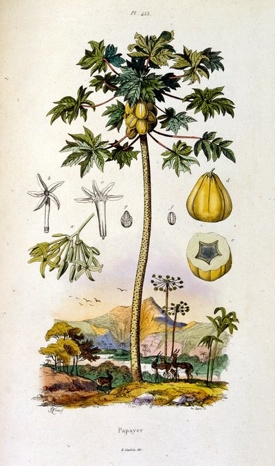 Botanisk og zoologisk illustration af F. E. Guerin. Fra Dictionnaire pittoresque d