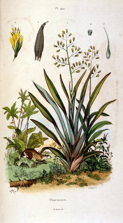 Botanisk og zoologisk illustration af F. E. Guerin. Fra Dictionnaire pittoresque d