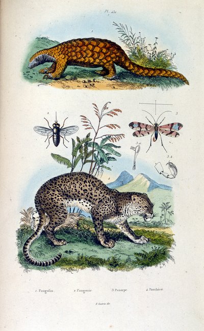 Botanisk og zoologisk illustration af F. E. Guerin. Fra Dictionnaire pittoresque d