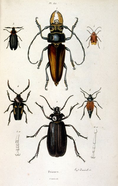 Botanisk og zoologisk illustration af F. E. Guerin. Fra Dictionnaire pittoresque d