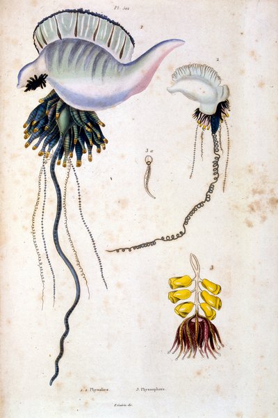 Botanisk og zoologisk illustration af F. E. Guerin. Fra Dictionnaire pittoresque d