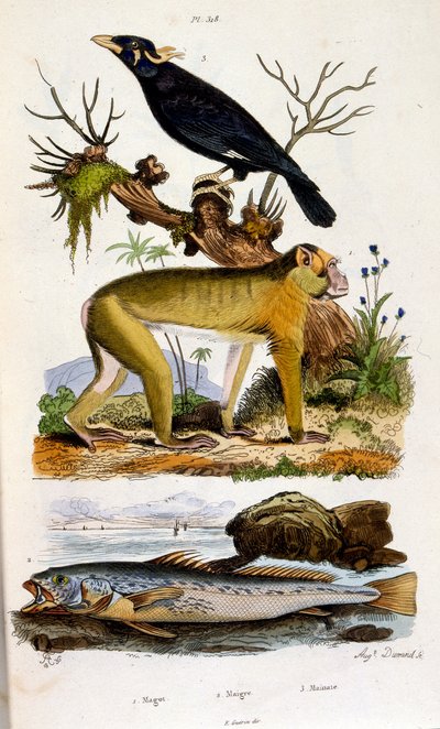 Botanisk og zoologisk illustration af F. E. Guerin. Fra Dictionnaire pittoresque d