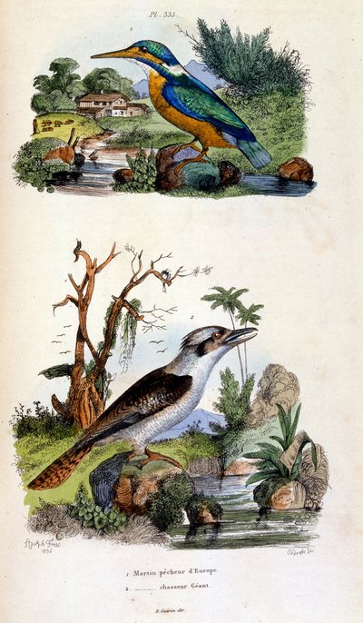 Botanisk og zoologisk illustration af F. E. Guerin. Fra Dictionnaire pittoresque d