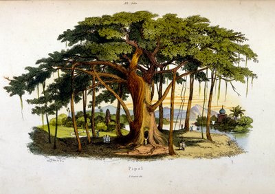 Botanisk og zoologisk illustration af F. E. Guerin. Fra Dictionnaire pittoresque d