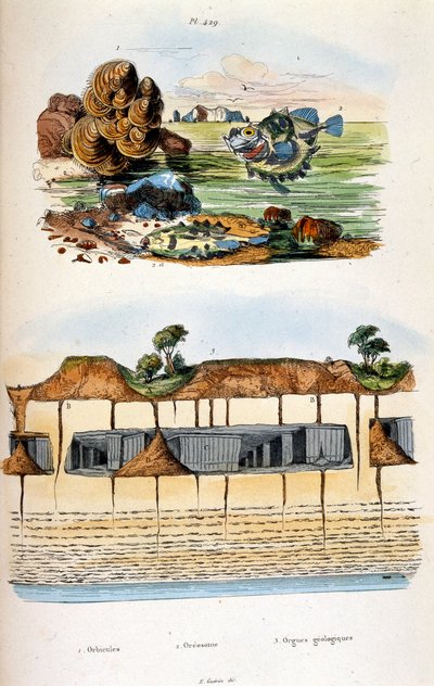 Botanisk og zoologisk illustration af F. E. Guerin. Fra Dictionnaire pittoresque d