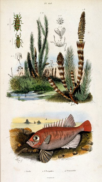 Botanisk og zoologisk illustration af F. E. Guerin. Fra Dictionnaire pittoresque d