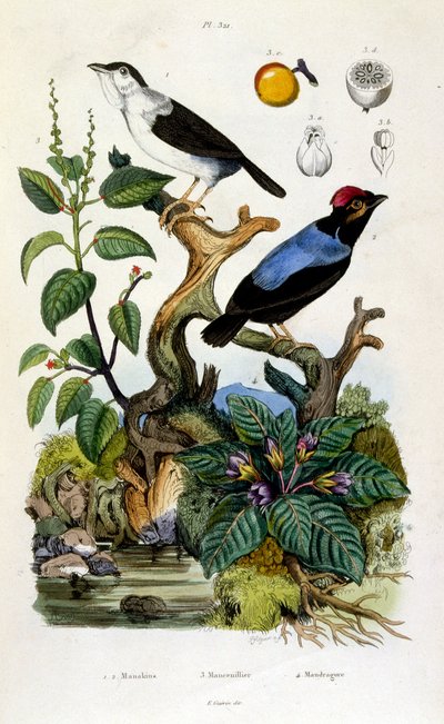 Botanisk og zoologisk illustration af F. E. Guerin. Fra Dictionnaire pittoresque d