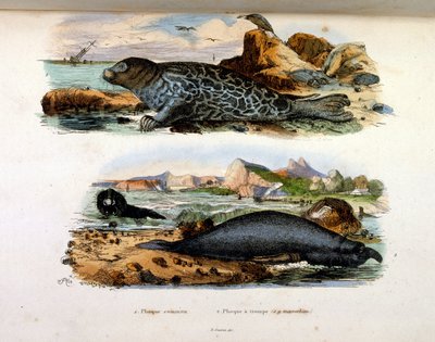 Botanisk og zoologisk illustration af F. E. Guerin. Fra Dictionnaire pittoresque d