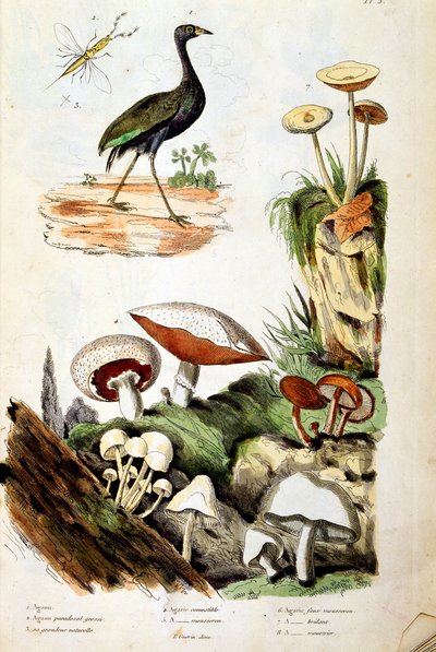 Botanisk og zoologisk illustration af F. E. Guerin. Fra Dictionnaire pittoresque d