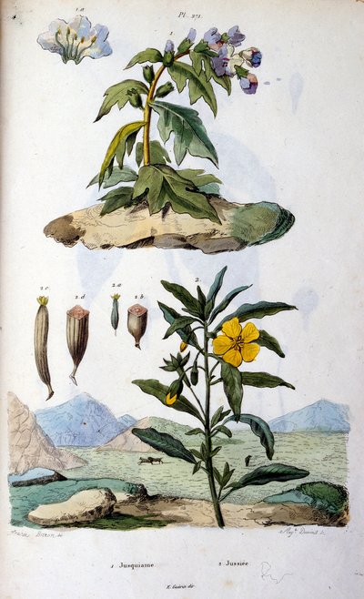 Botanisk og zoologisk illustration af F. E. Guerin. Fra Dictionnaire pittoresque d
