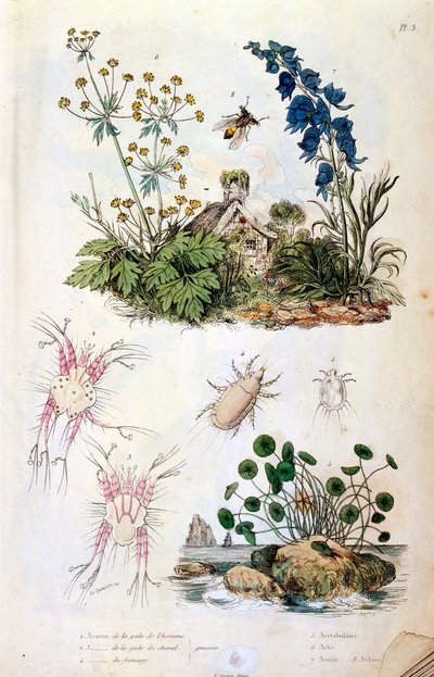 Botanisk og zoologisk illustration af F. E. Guerin. Fra Dictionnaire pittoresque d