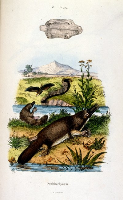 Botanisk og zoologisk illustration af F. E. Guerin. Fra Dictionnaire pittoresque d
