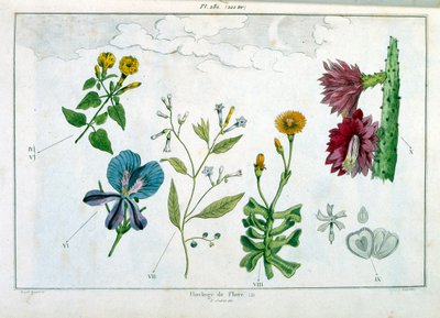 Botanisk illustration af F. E. Guerin. Fra Dictionnaire pittoresque d