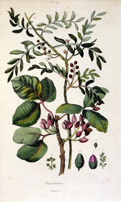 Botanisk illustration af F. E. Guerin. Fra Dictionnaire pittoresque d