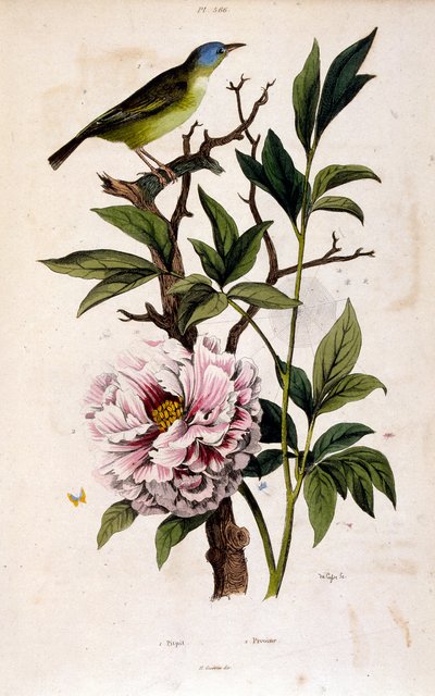 Botanisk illustration af F. E. Guerin. Fra Dictionnaire pittoresque d