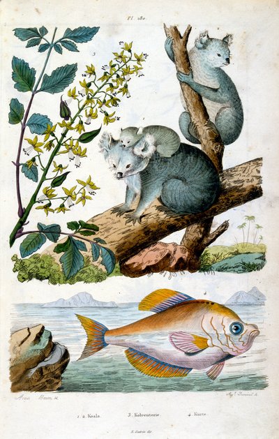 Koalabjørn og fisk. Botanisk og zoologisk illustration af F. E. Guerin. Fra Dictionnaire pittoresque d